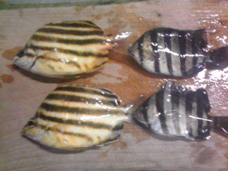 新宮港で小アジ